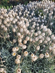 Achyranthemum argenteum
