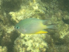 Amblyglyphidodon orbicularis