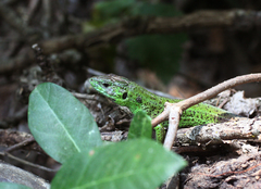 Lacerta strigata