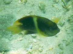 Chrysiptera biocellata