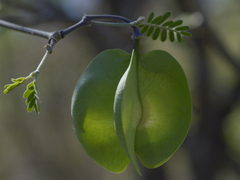 Gonopterodendron bonariensis