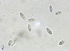 Rhizopogon pseudoroseolus