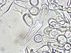 Rhizopogon pseudoroseolus