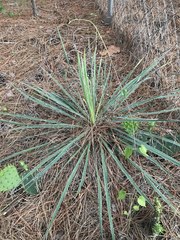 Yucca arkansana