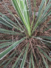 Yucca arkansana