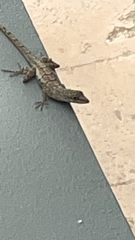Anolis bonairensis