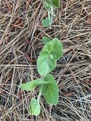 Matelea cynanchoides
