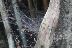 Aglaoctenus castaneus