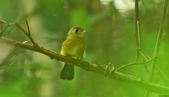 Myiobius sulphureipygius