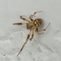 Araneus pegnia