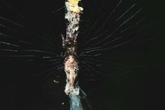 Cyclosa confusa