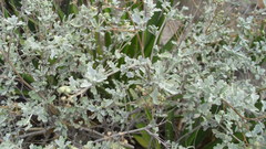 Parthenium incanum