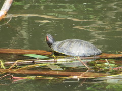 Trachemys scripta elegans