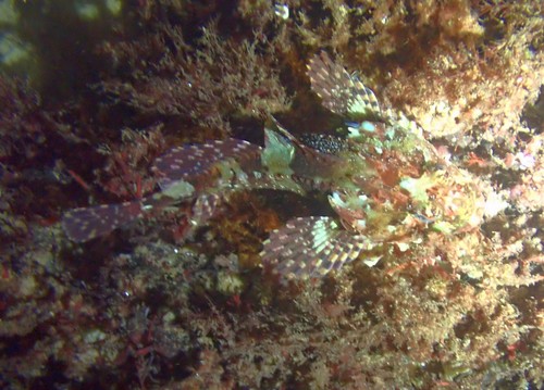 Fatherlasher (Taurulus bubalis) — Cottidae — 2