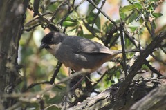 Rusty-Bellied Brush-Finch photo 3