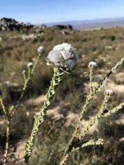 Leucadendron concavum
