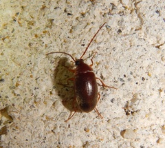 Gonoderina