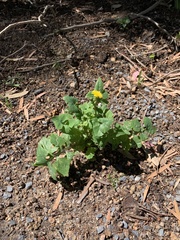 Sonchus oleraceus
