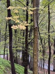 Fagus sylvatica