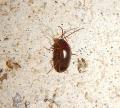 Gonoderina