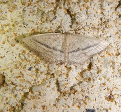 Idaea mediaria