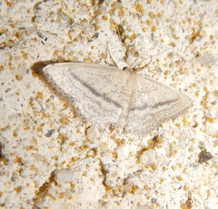 Idaea mediaria