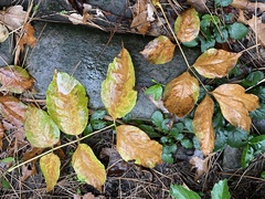 Fagus sylvatica