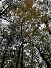 Fagus sylvatica