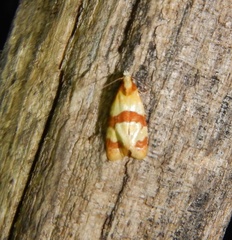 Phalonidia albipalpana