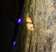 Phalonidia albipalpana