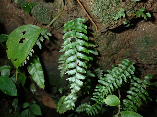 Hymenasplenium murakami-hatanakae iNat (3)