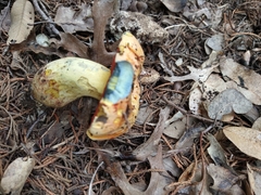 Boletus fairchildianus