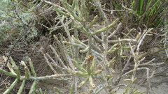 Cylindropuntia leptocaulis