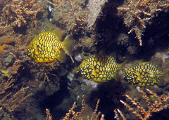 Cleidopus gloriamaris