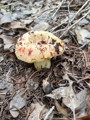 Boletus fairchildianus