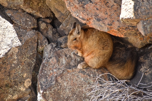Wolffsohn's Viscacha