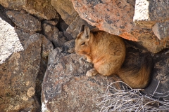Wolffsohn's Mountain Viscacha photo 3