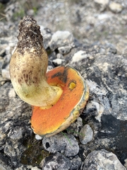 Boletus fairchildianus