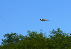 Xenopsaris albinucha