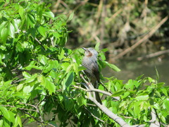 Hypsipetes amaurotis