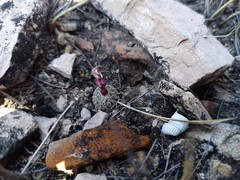 Turbinicarpus heliae