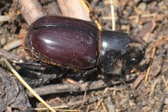 Heterogomphus