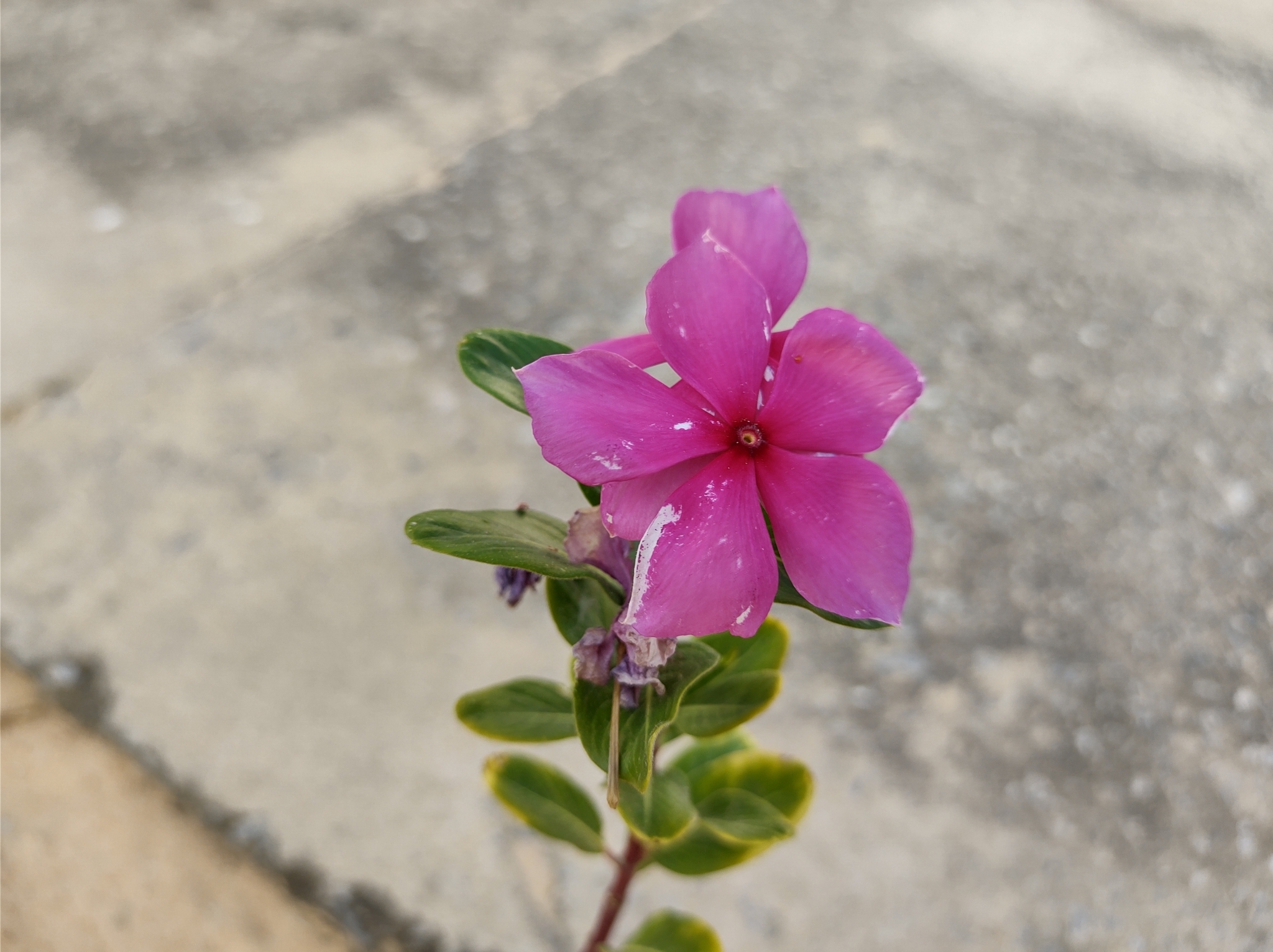 Catharanthus roseus