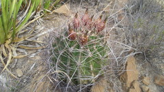 Hamatocactus hamatacanthus
