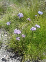 Pseudoselago serrata