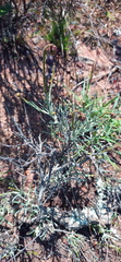 Heterolepis peduncularis