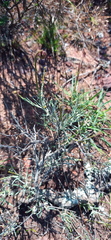 Heterolepis peduncularis