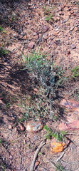 Heterolepis peduncularis