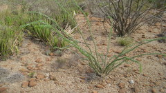 Fouquieria splendens
