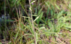 Solidago nemoralis decemflora
